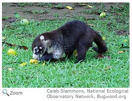 White-nosed Coati