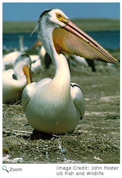 White Pelican