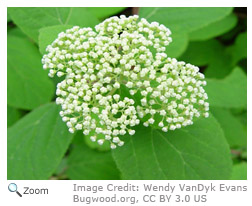 Wild Hydrangea