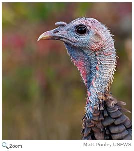 Wild Turkey