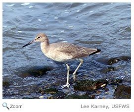 Willet