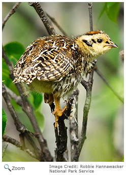 Willow Ptarmigan